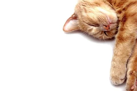 A sleeping red cat is isolated on a white background. Close up. Stock Photos