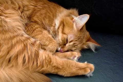 Sleeping red cat Stock Photos