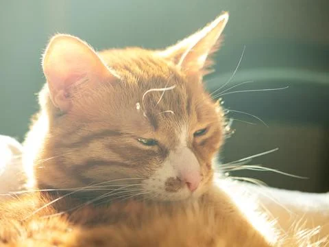 The sleeping red cat in the sunbeam. Stock Photos