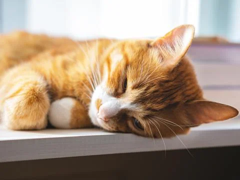 The sleeping red cat on the windowstool. Stock Photos