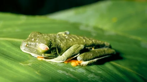 Sleeping red eyed tree frog resting on a green leaf in Costa Rica Stock Footage 336904166