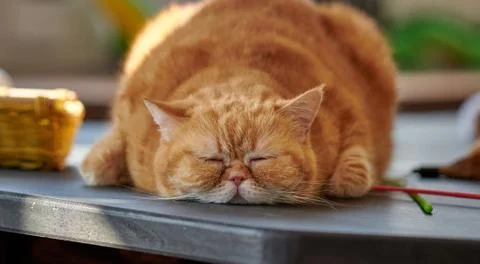 Sleeping red fat cat Stock Photos