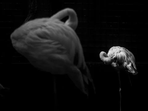 Sleeping red flamingo inside the aviary cage at ragunan zoo Stock Photos
