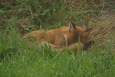 Sleeping Red Fox 2 Stock Photos