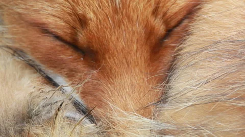 Sleeping Red fox close up Video stock 41968001