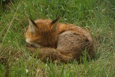 Sleeping Red Fox Stock-Fotos