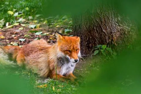 Sleeping Red Fox ,Vulpes Vulpes , in Hokkaido, Japan Foto stock