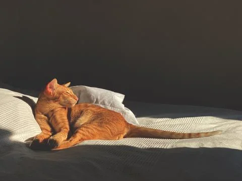 Sleeping red oriental cat Stock Photos