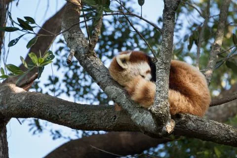 Sleeping red panda Foto stock