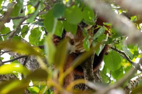 Sleeping red panda Stock Photos