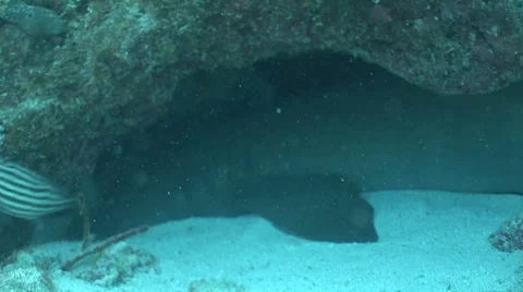 Sleeping Reef Shark in Rocks on White Sand Stock Footage 5335062