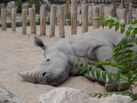 Sleeping rhino 写真素材