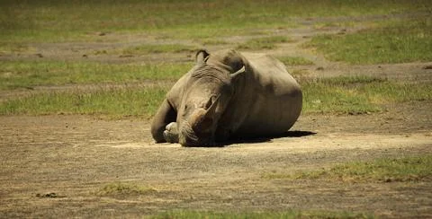 Sleeping Rhino Stock Photos