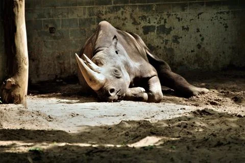 Sleeping Rhino Stock Photos