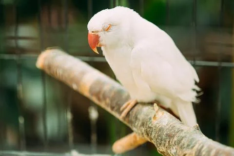Sleeping Rose-ringed Parakeet Also Known As The Ring-necked Parakeet In Zoo Stock Photos