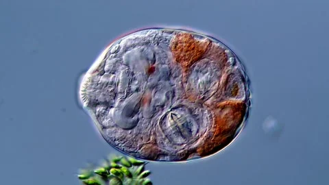 Sleeping rotifera under microscope 400x 库存影片 310316434