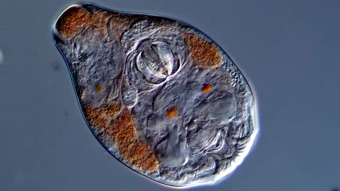 Sleeping rotifera under microscopy view 库存影片 310648868