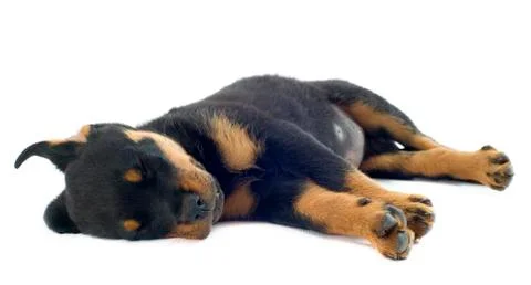 Sleeping rottweiler Stock Photos