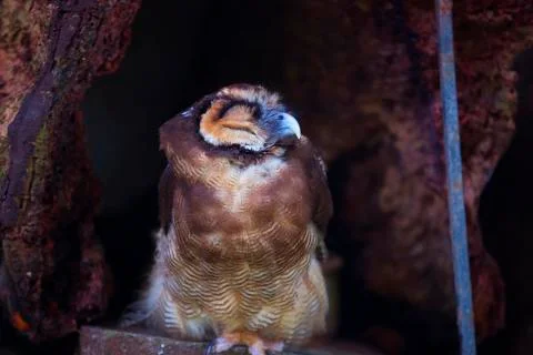 Sleeping round owl  Stock Photos