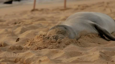 Sleeping sandy Monk seal Stock Footage 9230786