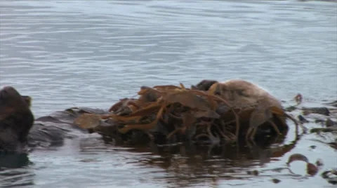 Sleeping sea otter 스톡 동영상 37586570