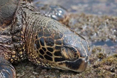 Sleeping Sea Turtle Stock Photos