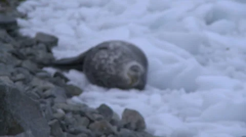 Sleeping Seal, Antarctica Stock Footage 34314082