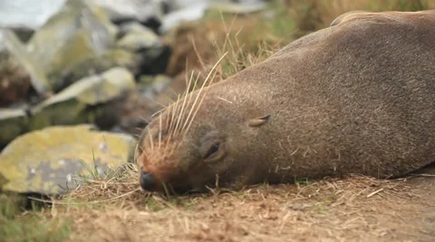 Sleeping Seal on Beach Stock Footage 49183223