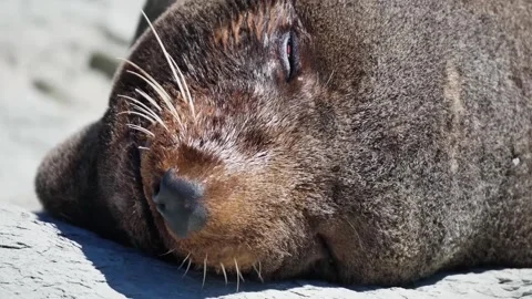 Sleeping seal close up view Stock Footage 271347367