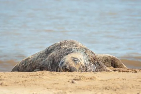 Sleeping seal Stock Photos