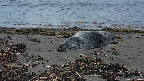 Sleeping seal pup Stock Footage 74444721