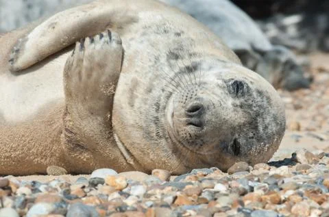 Sleeping seal pup Stock Photos