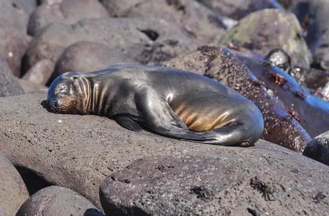 Sleeping sealion Stock Photos