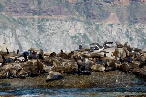 Sleeping Seals Stock Photos