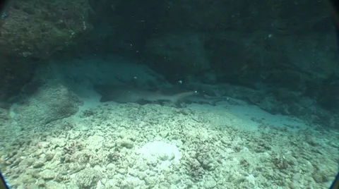 Sleeping Shark under Reef Stock Footage 5266105