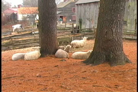 Sleeping sheep Stock Footage 401629