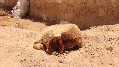 Sleeping sheep with half-open eyes, ear flick reflex against flies in desert sun Stock Footage 318329676