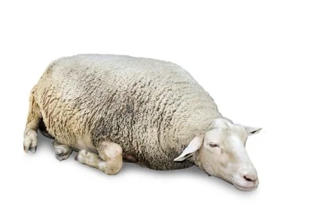 Sleeping sheep on white Stock Photos