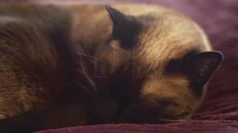 Sleeping Siamese Cat Stock Footage 23031041