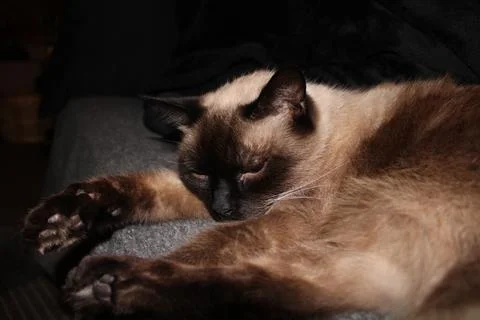 Sleeping Siamese Cat Foto stock