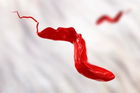Sleeping sickness parasite, illustration Illustrazione stock