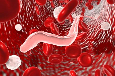 Sleeping sickness parasites Illustration