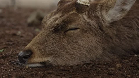 Sleeping Sika Deer Resting Head on Ground in Nara Japan Close Up Stock Footage 339916810