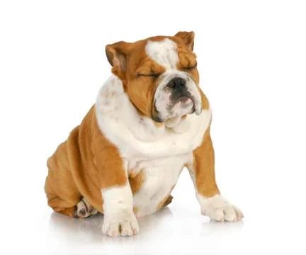 Sleeping sitting up Stock Photos