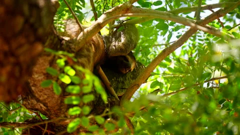 Sleeping sloth on tree branch in lush forest canopy of park Vidéo 338400369