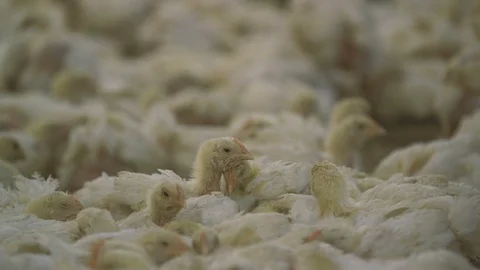 Sleeping small hens relaxing together in a big hen incubator on a straw underlay Stock Footage 99285294
