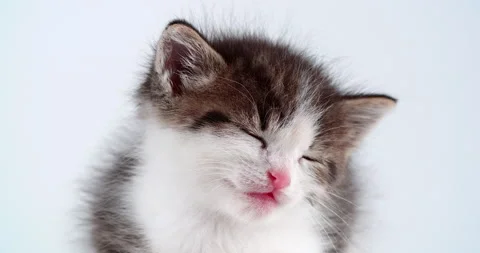 Sleeping small kitten on white background Stock Footage 148817367