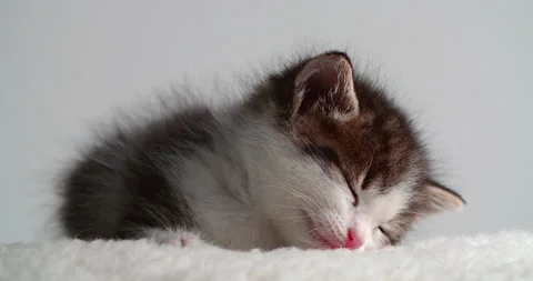 Sleeping small kitten on white pillow and background Video stock 142718112