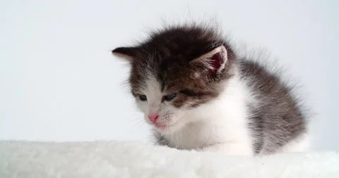 Sleeping small kitten on white pillow and background Stock Footage 143153199