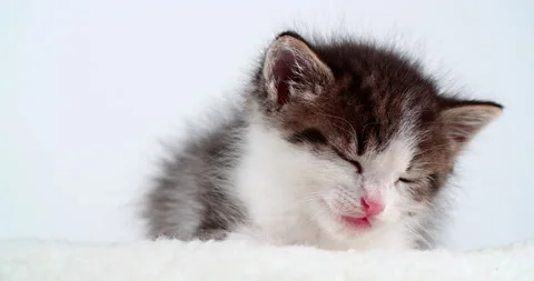 Sleeping small kitten on white pillow and background Video stock 143153649